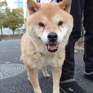 【助けてください】ぽちゃりなおじいちゃん柴風ワンコ