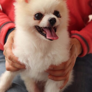 ポメラニアンのコメット君 里親様募集☆