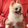 ポメラニアンのコメット君 里親様募集☆ サムネイル3