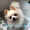 ポメラニアンのコメット君 里親様募集☆ サムネイル4