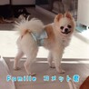 ポメラニアンのコメット君 里親様募集☆ サムネイル6