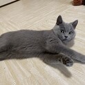 毛並みの綺麗な女の子