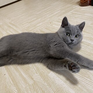 毛並みの綺麗な女の子