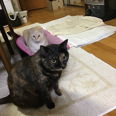 チャムちゃん、今日だね。みんなでお祈り、通じるよ。だって、チャムちゃんだから。