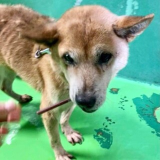 里親様決定しました☆ありがとうございました