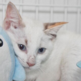 シャム系白猫、ブルーアイの美猫の珠々ちゃん！