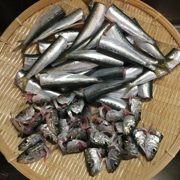 準備出来た！早くチャムチャム帰って来ないかなぁ〜
