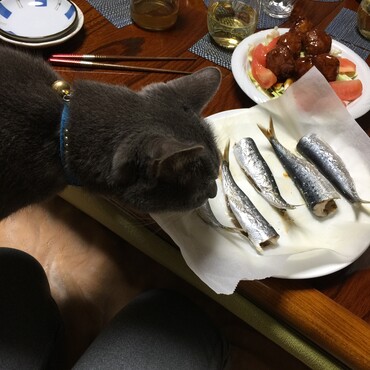 チャムチャム〜、は・や・く〜、待て！まて！マテ！我慢するんだー雷ジイ！