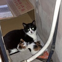 母猫 カエデ  子猫  たま