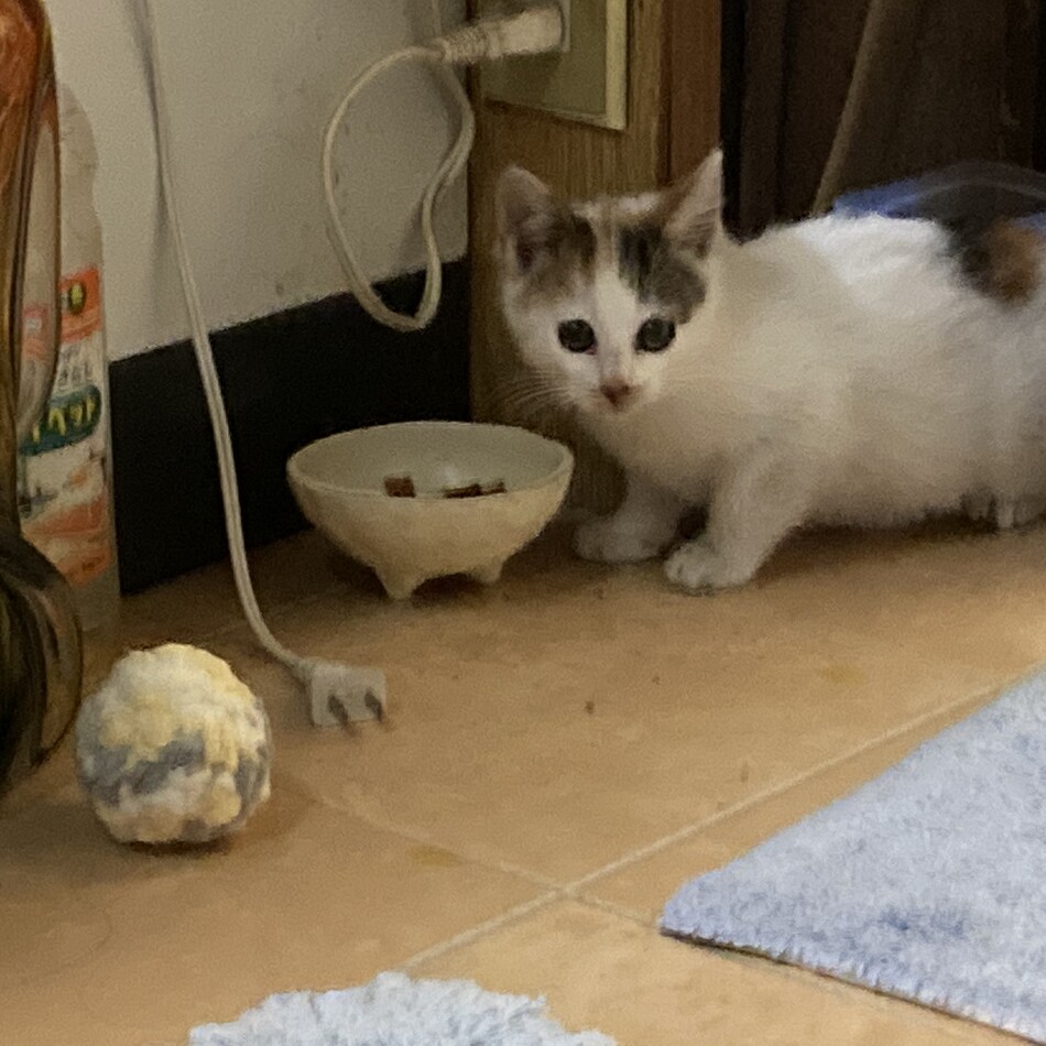 母猫 カエデ  子猫  たまのカバー写真