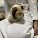 モルモット里親募集中