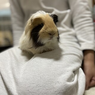 モルモット里親募集中