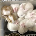 ミニウサギの７つ子