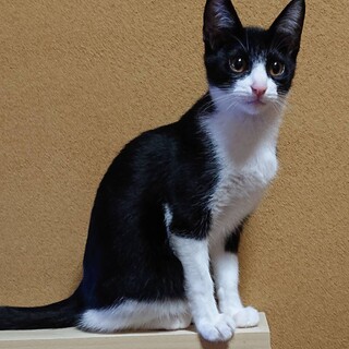 元気なはちわれ！シグマくん