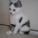 やんちゃで甘えん坊の男の子です