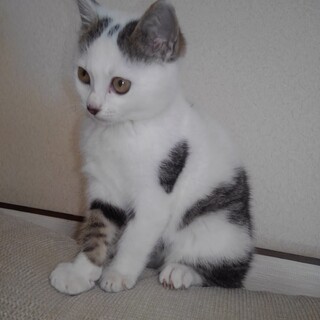 やんちゃで甘えん坊の男の子です