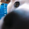 チェリー