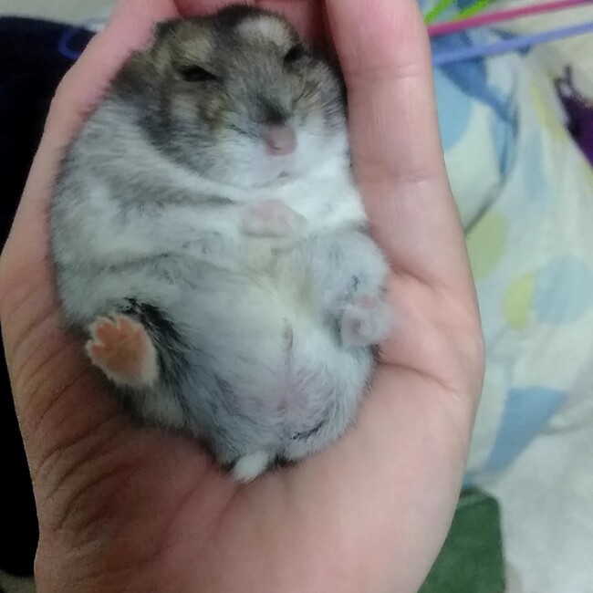 ハムたろ〜のカバー写真