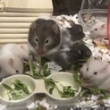 ｷﾝｸﾏ×長毛ｾｰﾌﾞﾙﾊﾑｽﾀｰの赤ちゃん