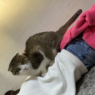 スコティッシュ甘えん坊の女の子