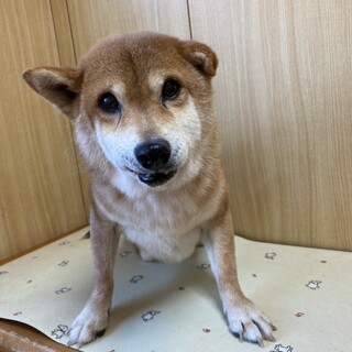 豆柴サイズの柴犬ちび君、ハンデあり
