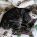 ひとなつこいし猫にもフレンドリーです！
