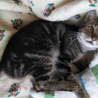 ひとなつこいし猫にもフレンドリーです！