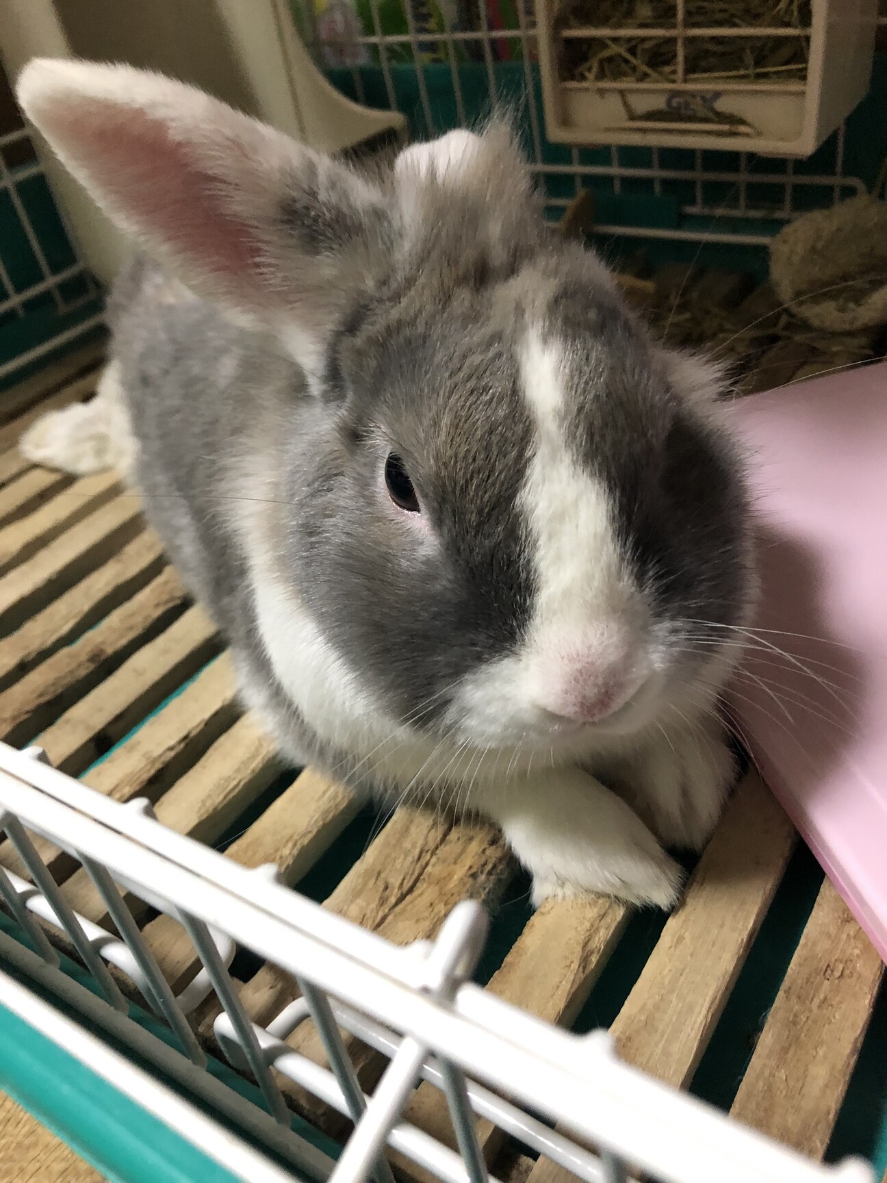 うさぎ 男子です 神奈川県 小動物の里親募集 ペットのおうち 月間利用者150万人