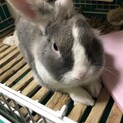 うさぎ　男子です