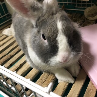 うさぎ　男子です