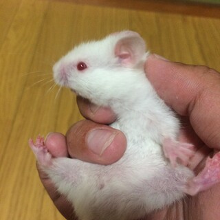 ゴールデンハムスター アルビノ メス