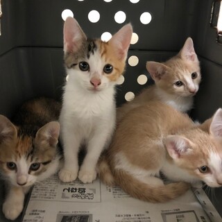ダンボールに入れられ弁当屋の前に捨てられた子猫