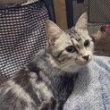 白サバちゃんのママ【再度募集してます】