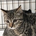 【シマシマ】おかげさまで里親様が決まりました。