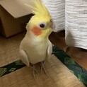 眼の不自由なオカメインコ　里親様募集