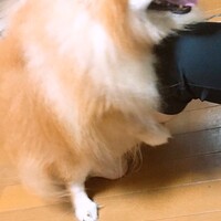 たわし
