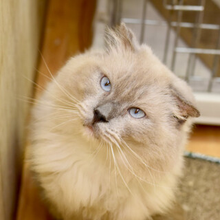 フーディーニくん