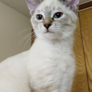 とってもマイペースなモカちゃん