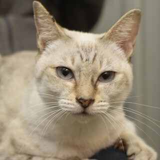 シャムミックスのみいちゃん