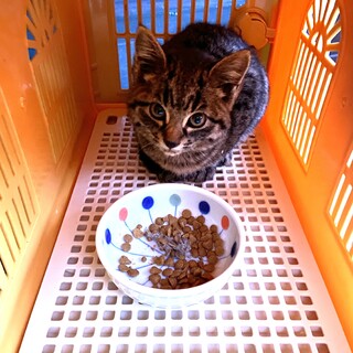 おしゃべりで人懐こい女の子❗️