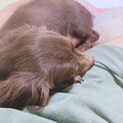 『急募』ダックスの女の子