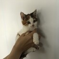 元気な三毛猫三姉妹
