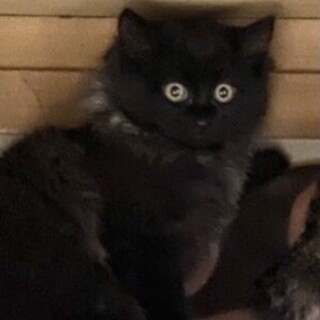 【キョトン】おかげ様で里親様が決まりました！