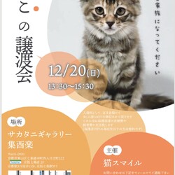 ねこの譲渡会＠サカタニギャラリー サムネイル1