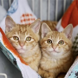 ねこの譲渡会＠サカタニギャラリー サムネイル2