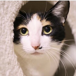 ねこの譲渡会＠サカタニギャラリー サムネイル3