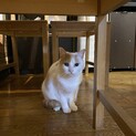 助けてあげてください！オスメスきょうだいです