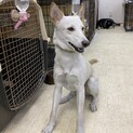 【犬千代】♂11ヶ月のパピー(2021年1月現在)