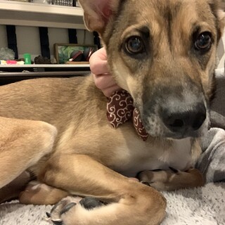 琉球犬？ 男の子です。