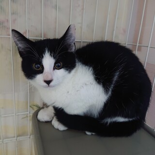 シャイだけど、ほんとは甘えたい黒白はちわれ君♂